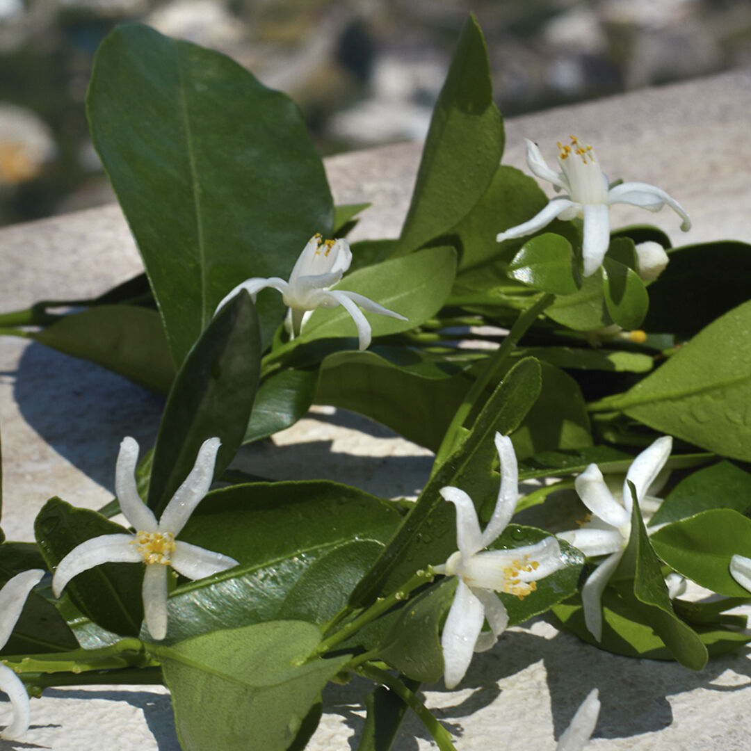 Devotion Eau de Parfum