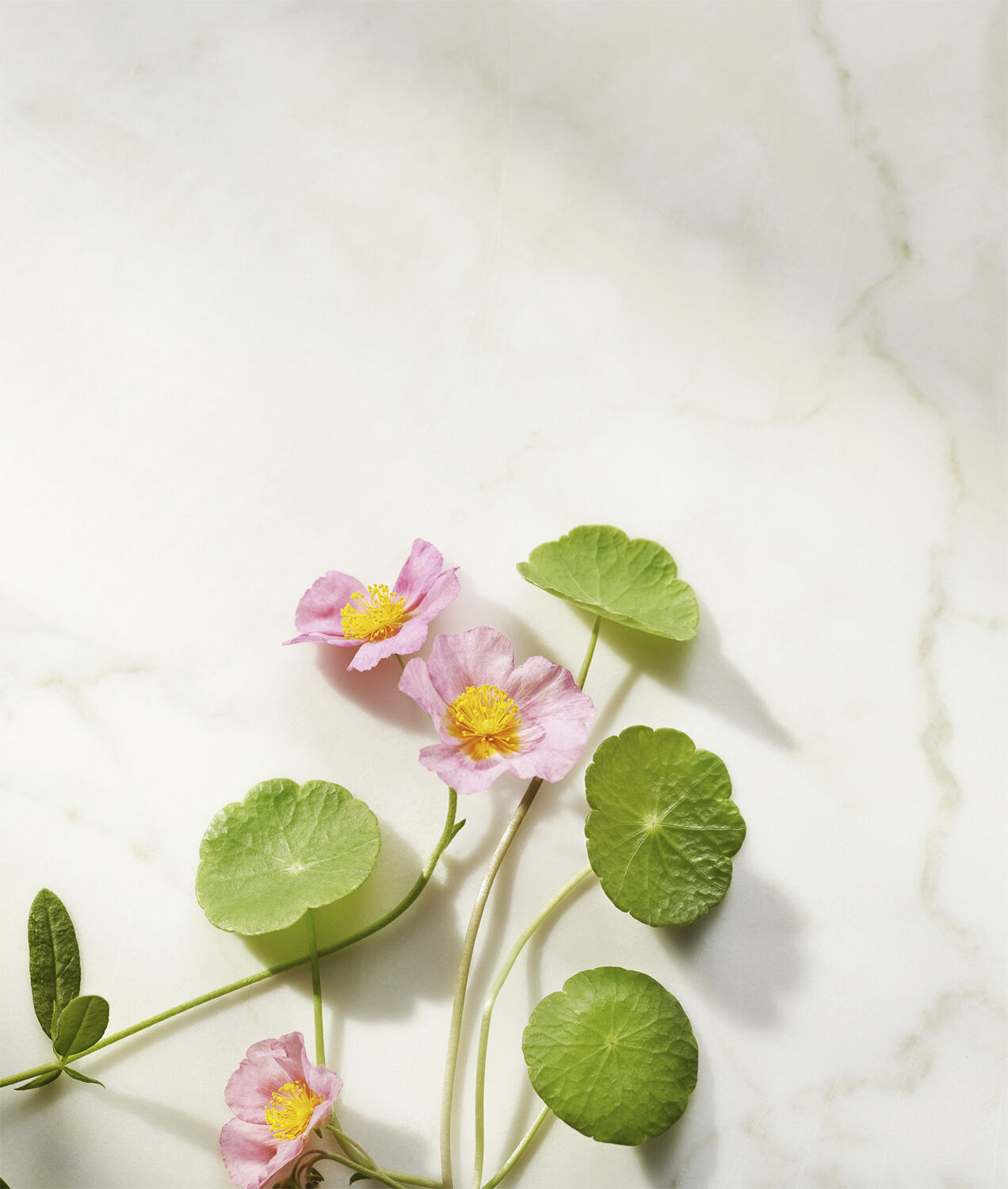 The Ritual of Namaste Ageless Firming Night Cream Refill