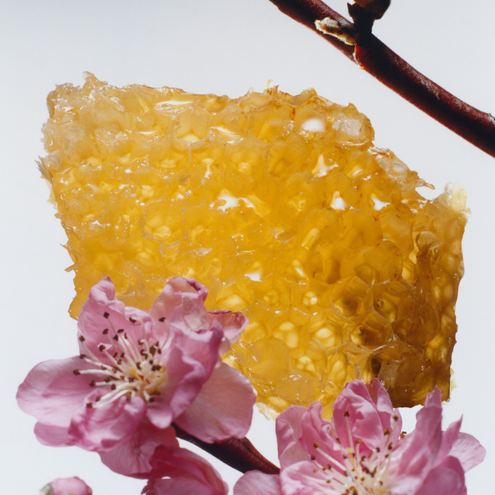 Nectarine Blossom & Honey Cologne