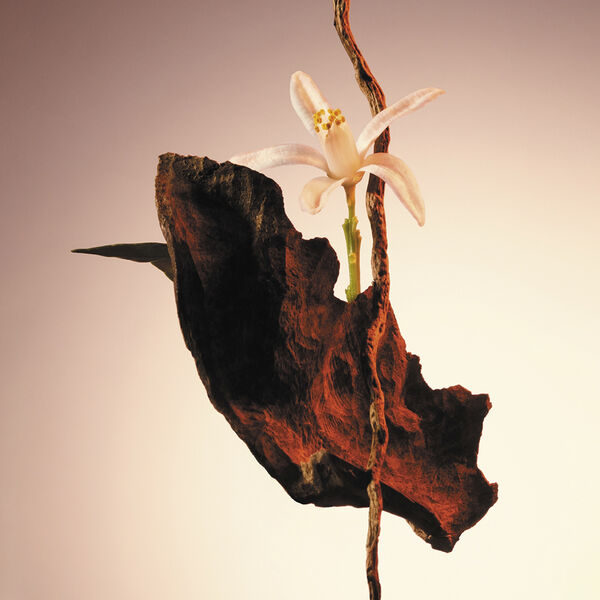 HUGO BOSS The Scent for Her Le Parfum Eau de parfum