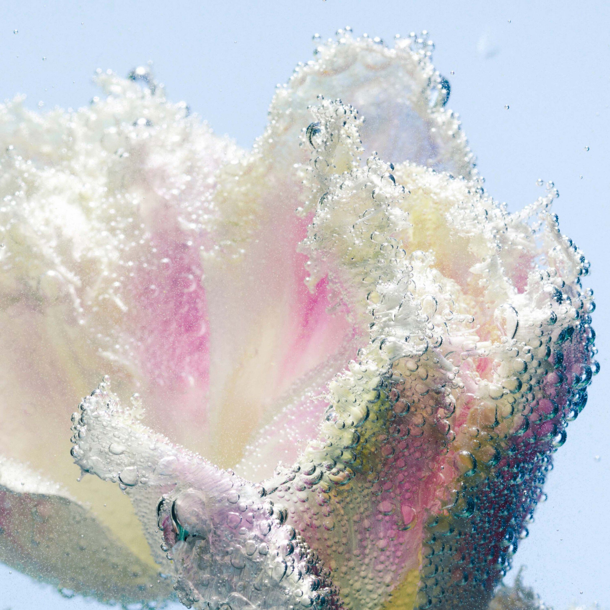 Liquid Hand Soap Tulipmania