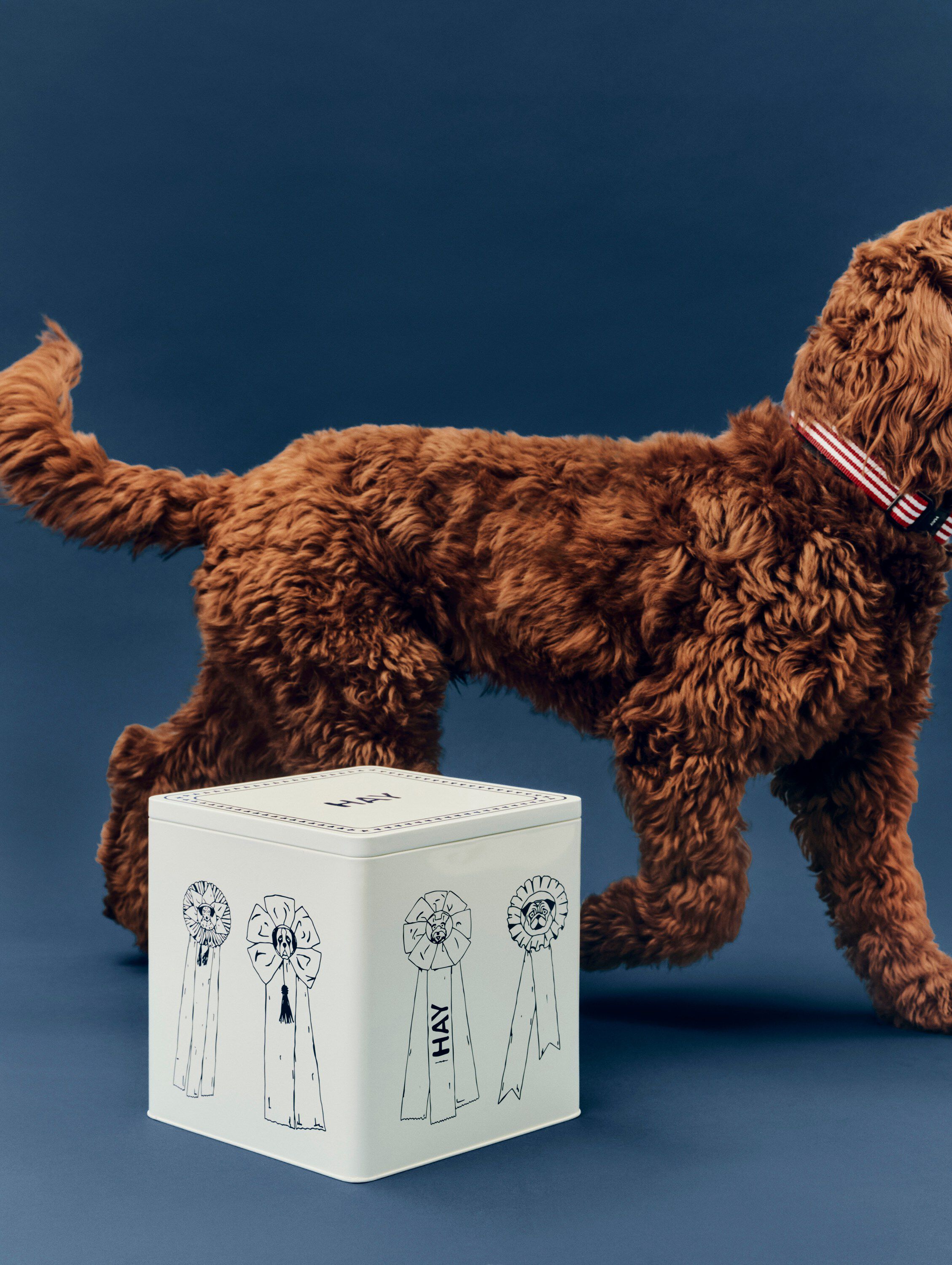 HAY Dogs Food Storage Tin-Large-Blu