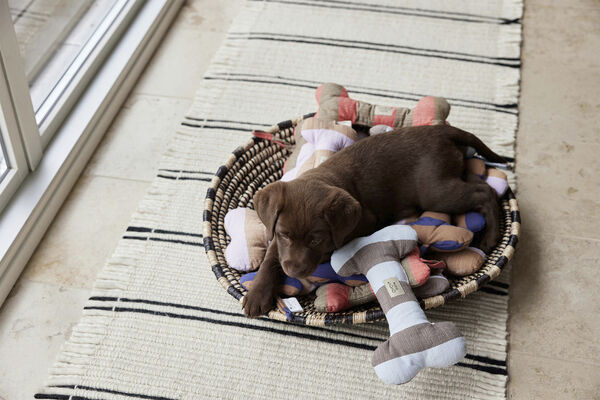 Ashi Hundelegetøj - Stor