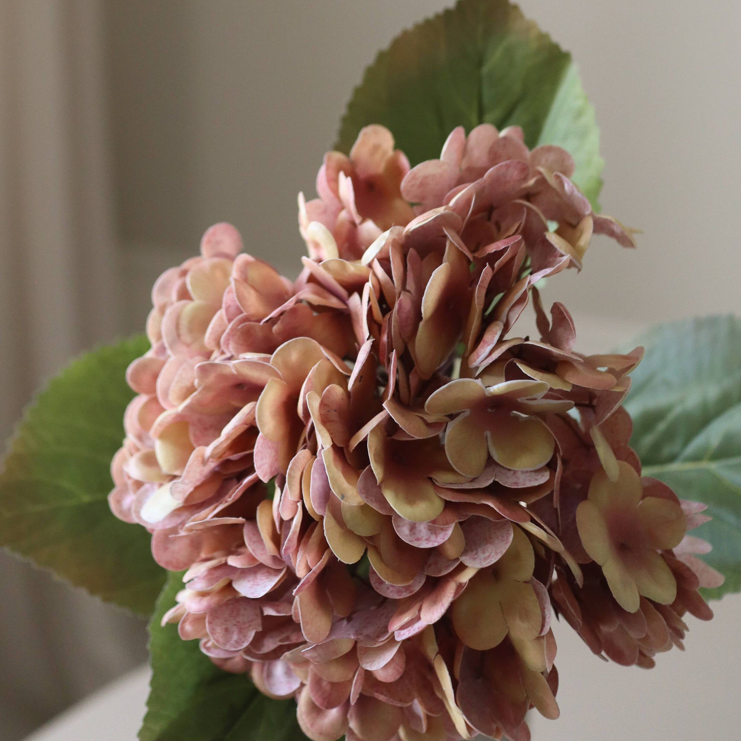Hydrangea Flower