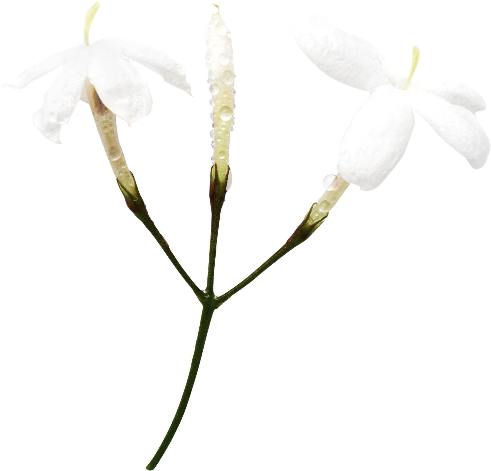 Giorgio Armani Acqua di Gioia Eau de Parfum