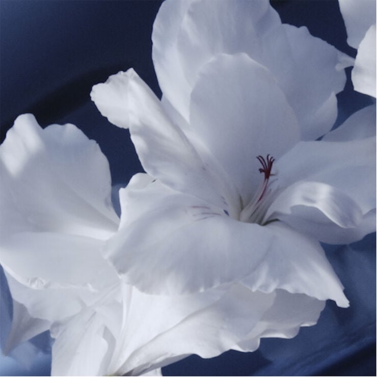 Y L'Elixir Eau de Parfum 60 ML