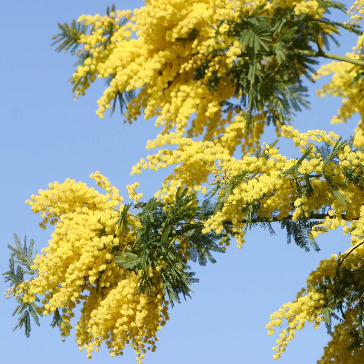 Solid parfume - Mimosa No. 25