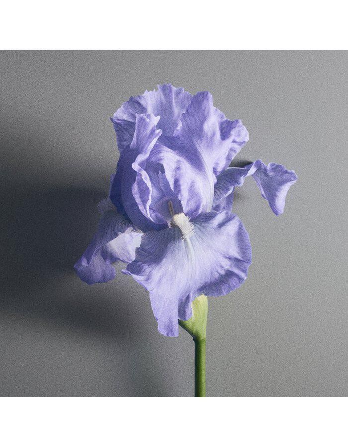 Iris Debonair