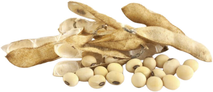 Organic Lindengloss Spray