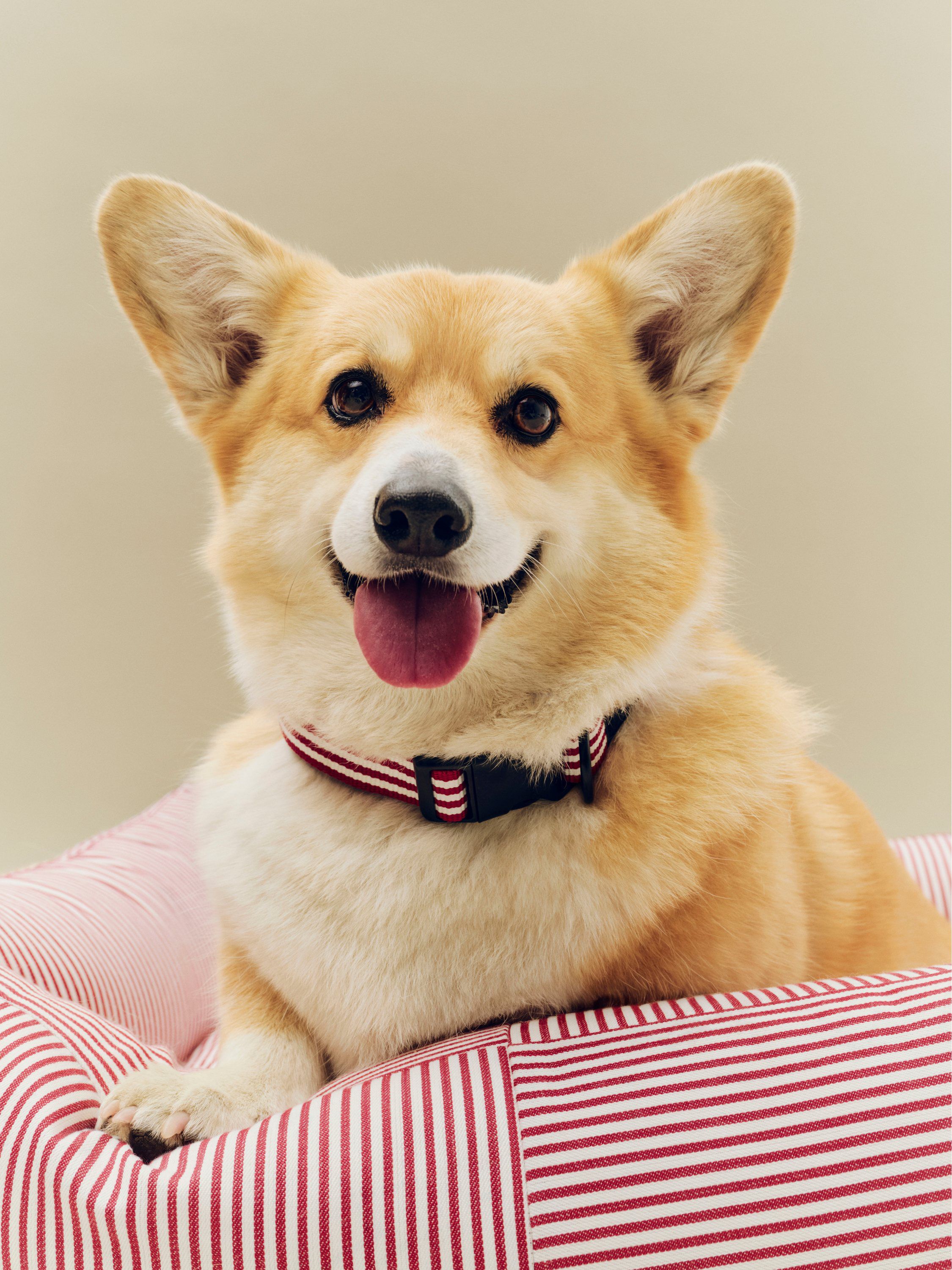 HAY Dogs Bed Zip-X-Small-Red and wh