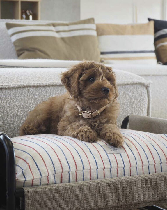 Milo Hundeseng - Medium