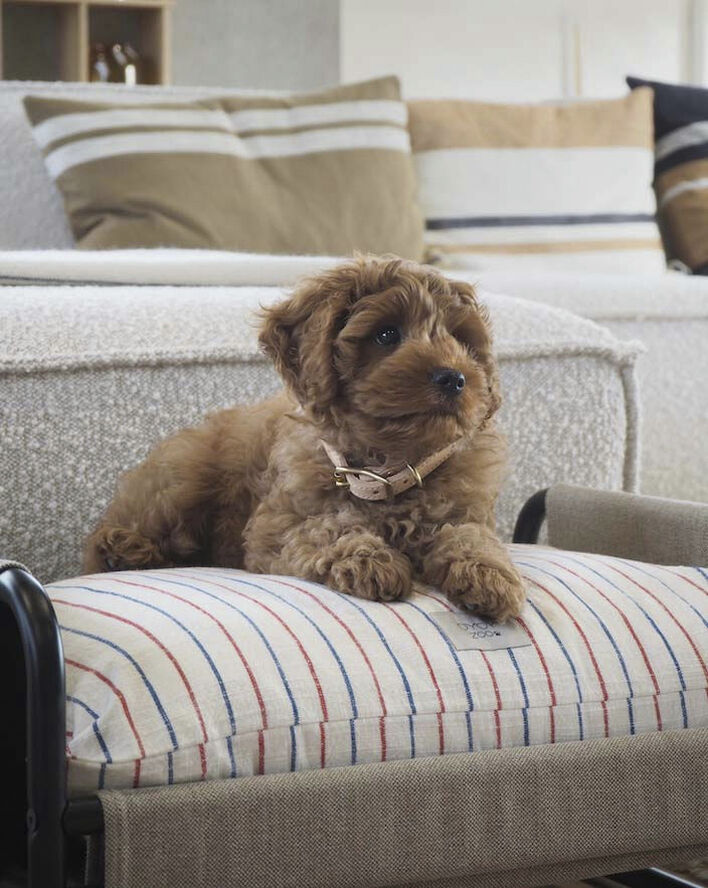 Milo Hundeseng - Medium