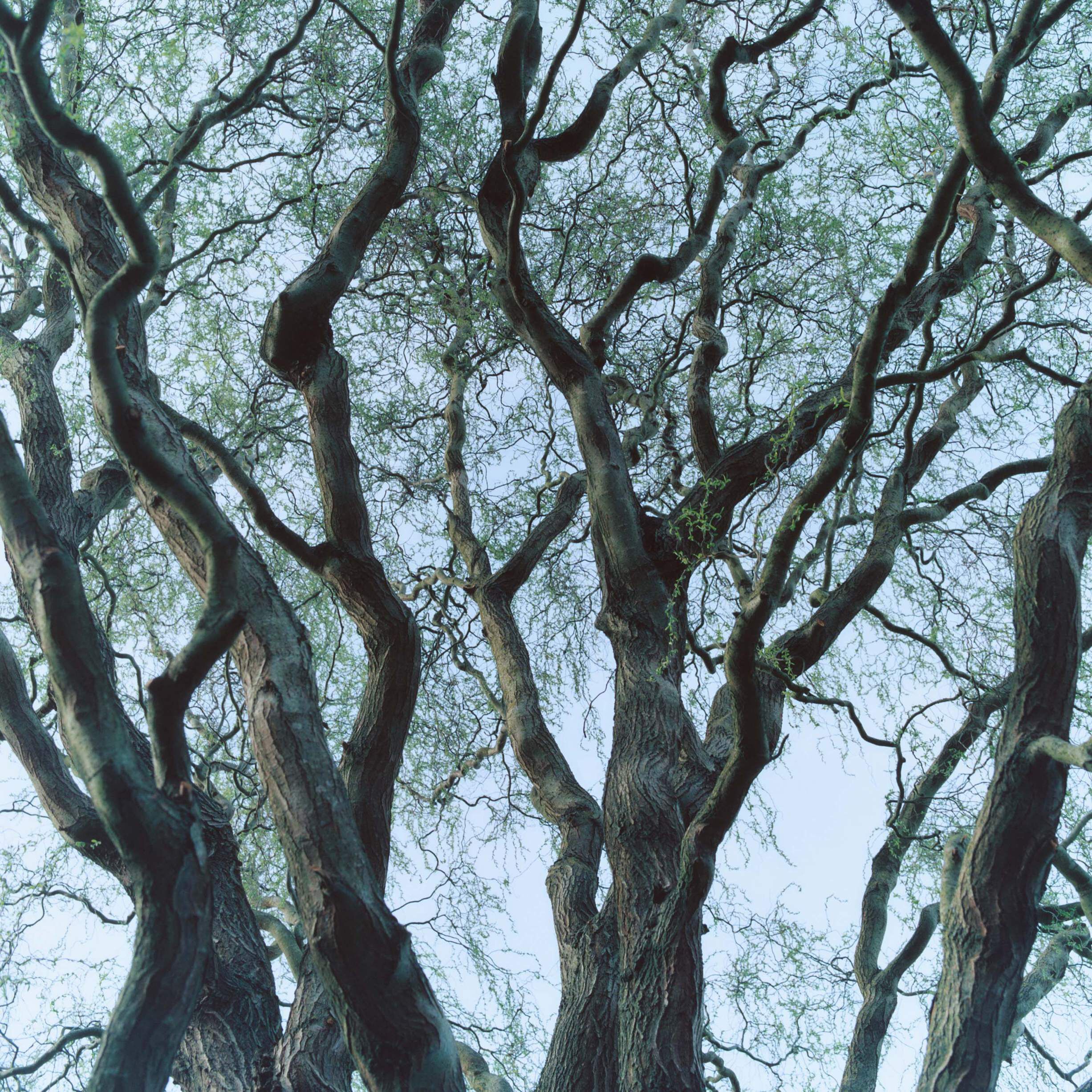 FC Tree House