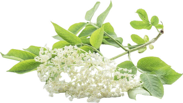 Organic Elderflower Salt Spray