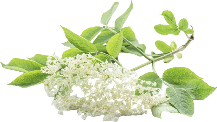 Organic Elderflower Salt Spray