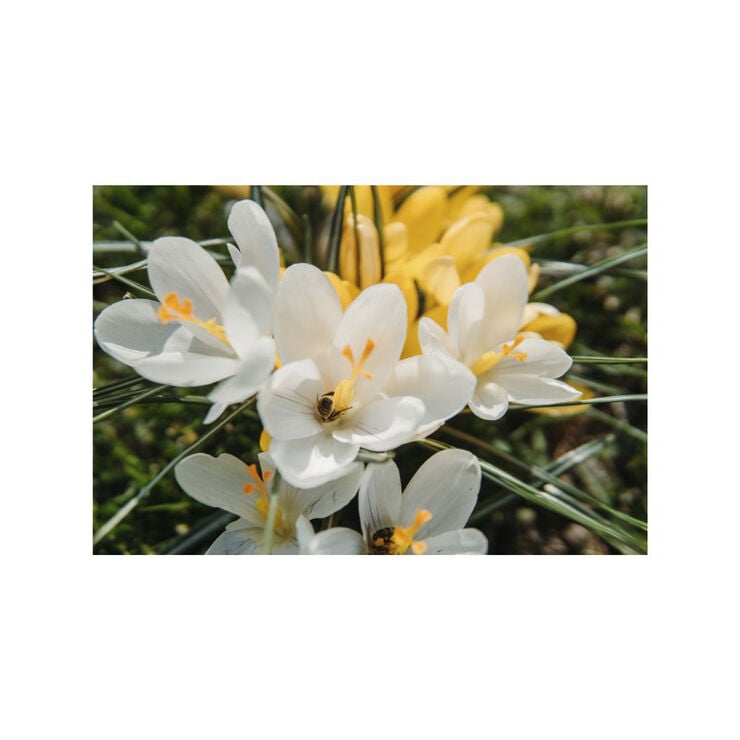 Organic Earl-Grey Blow-Dry Spray