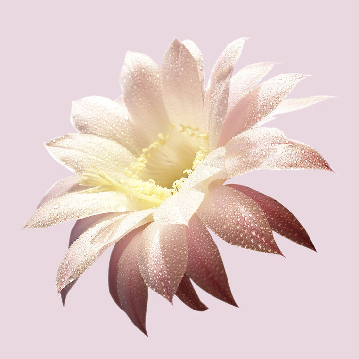 Ma Vie Eau De Parfum