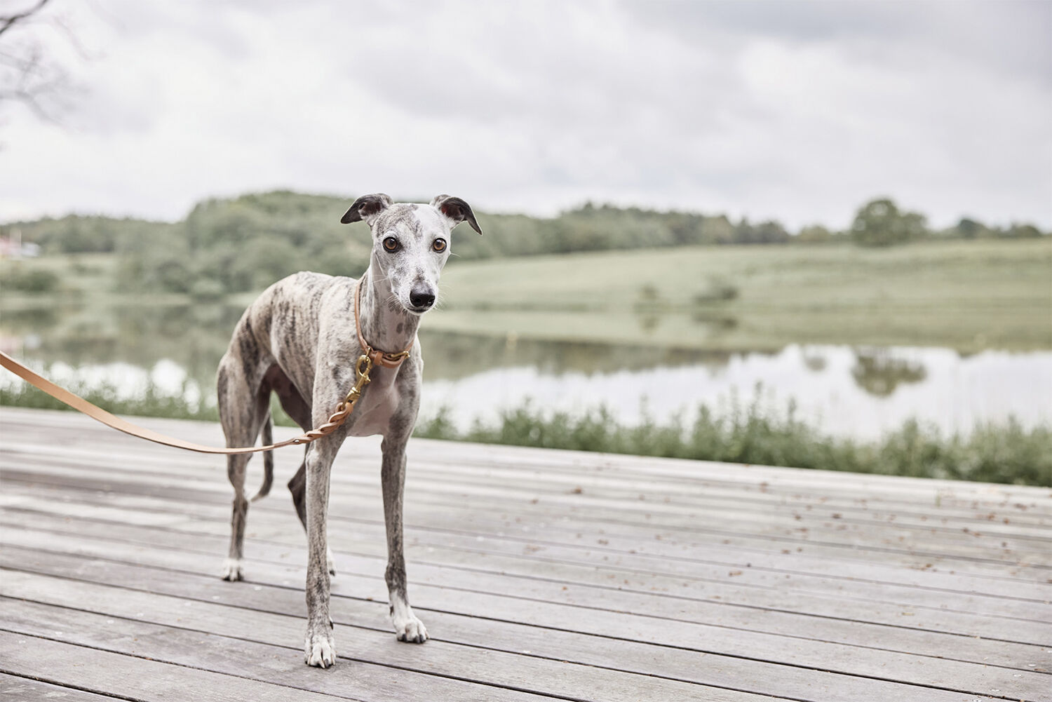 Robin Hundehalsb&aring;nd - Stor