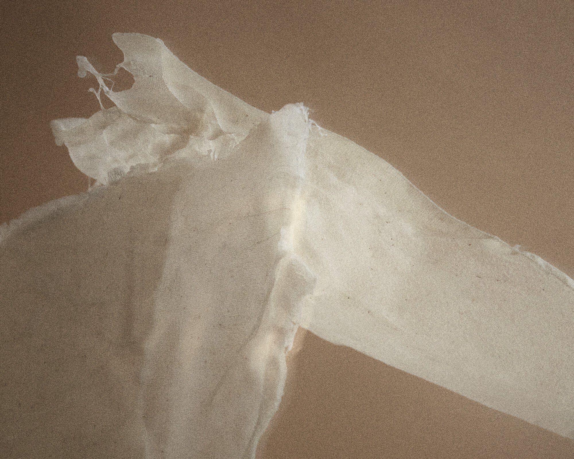 Eau de Parfum | Komorebi | 50 mL