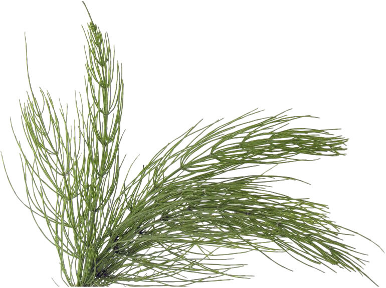 Organic Herbal Tonic