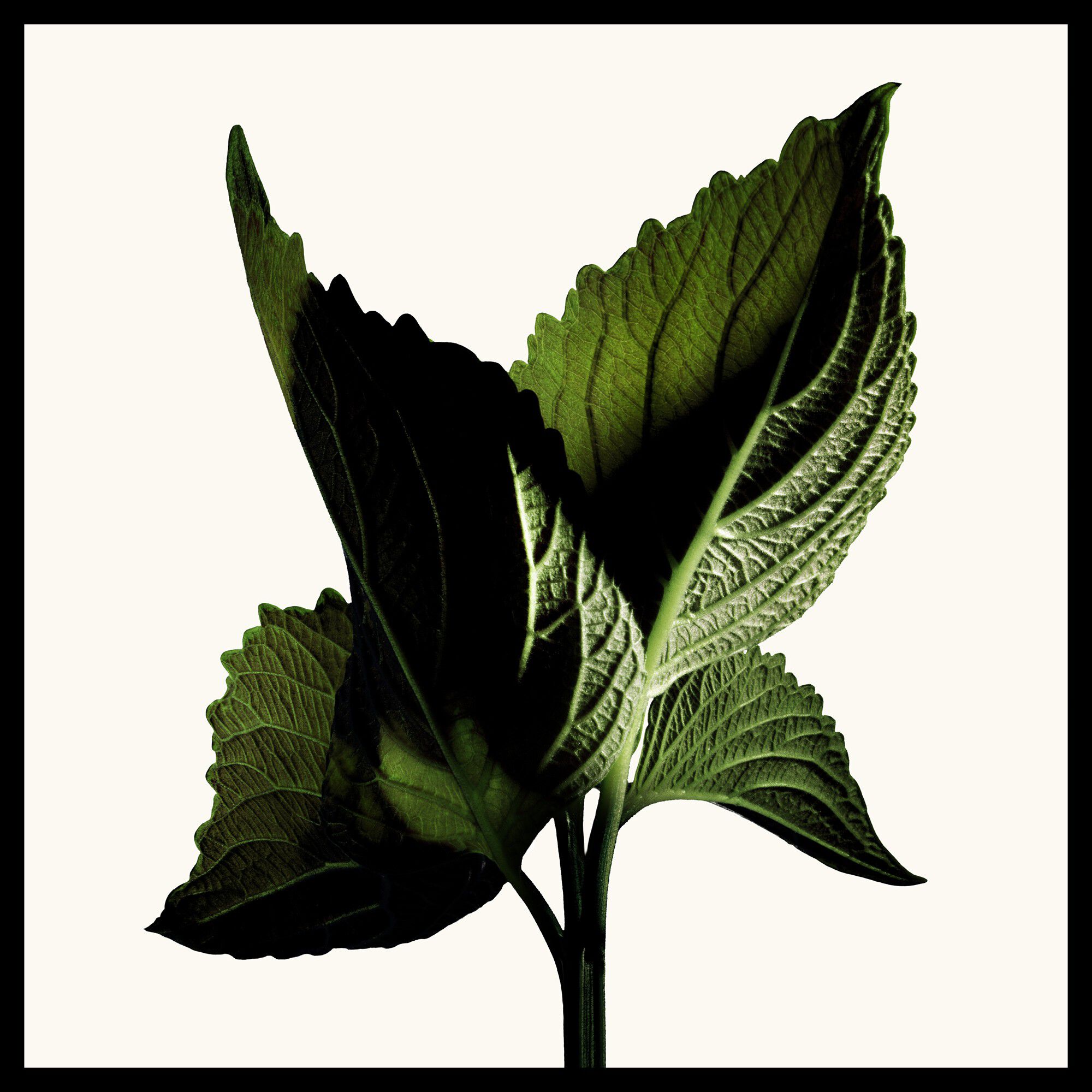 Black Orchid Reserve