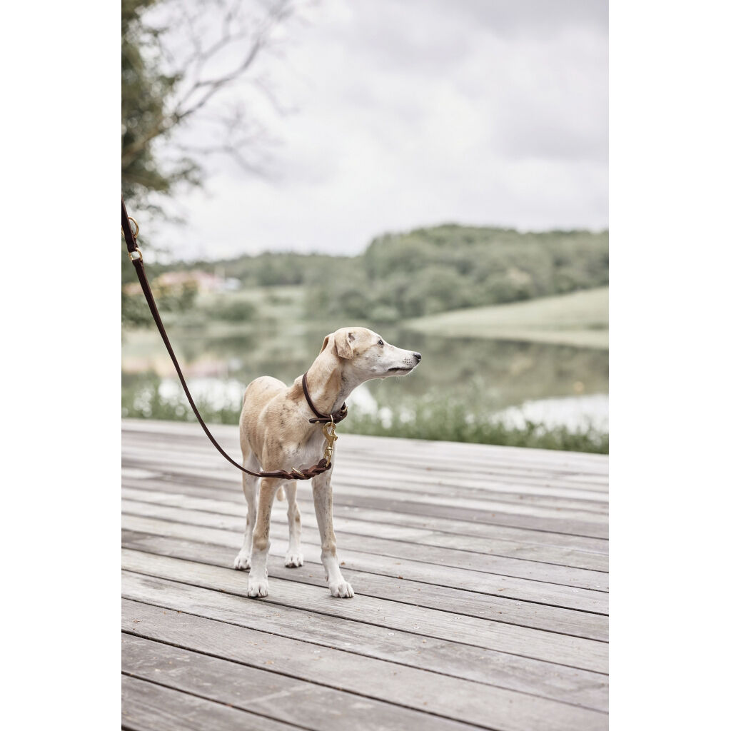 Robin Hundehalsb&aring;nd - Lille